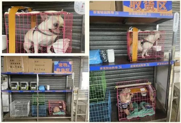 广东省汽车客运站推出携带宠物乘车服务,目前有3条带猫路线 广东省汽车客运站推出携带宠物乘车服务,目前有3条带猫路线