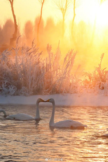 氛围感！雾凇和白天鹅同框美如冬日童话