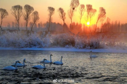 氛围感！雾凇和白天鹅同框美如冬日童话