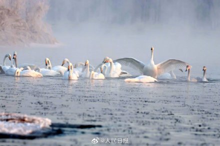 氛围感！雾凇和白天鹅同框美如冬日童话