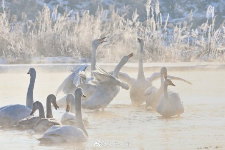 氛围感！雾凇和白天鹅同框美如冬日童话