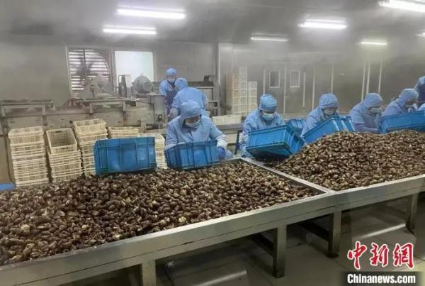 高端食材的价格,被这群浙江人打下来了 高端食材的价格,被这群浙江人打下来了