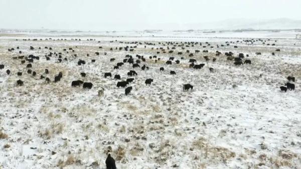 2024第一场雪！未来几天，成都市区也可能飘雪