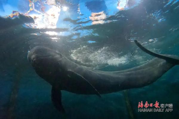 一天能吃20公斤鱿鱼！在三亚搁浅被救助的短肢领航鲸恢复良好