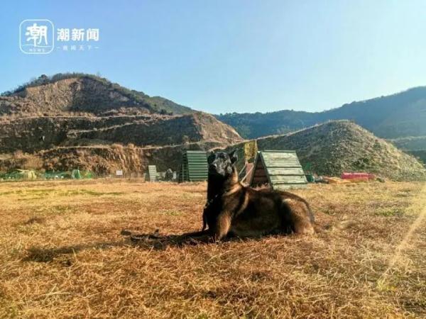 5条退役警犬找领养，电话被“打爆”了