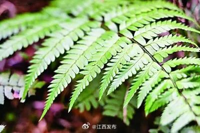 江西发现新物种！