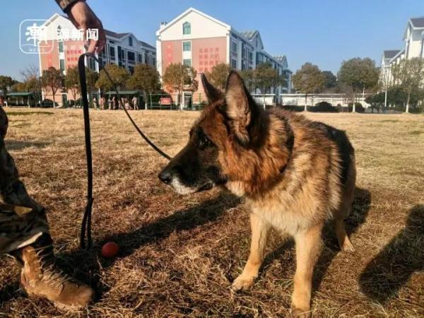 5条退役警犬找领养，电话被“打爆”了