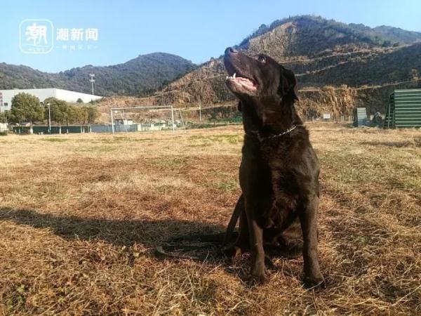 5条退役警犬找领养，电话被“打爆”了