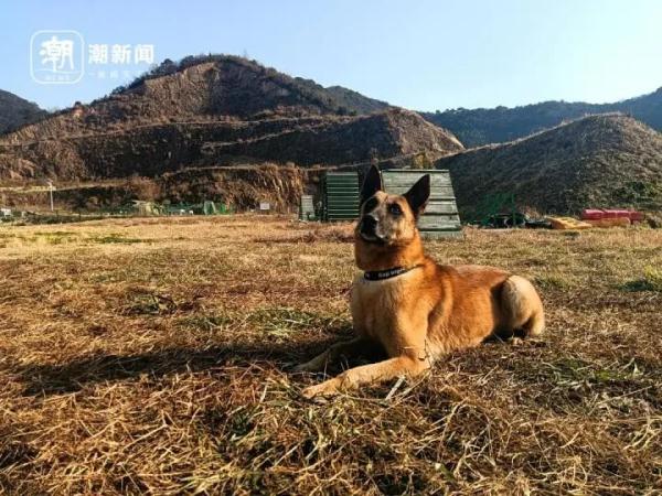 5条退役警犬找领养，电话被“打爆”了