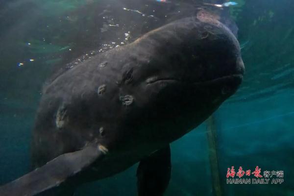 一天能吃20公斤鱿鱼！在三亚搁浅被救助的短肢领航鲸恢复良好