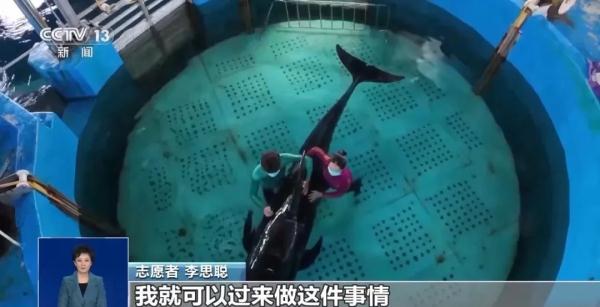 一天能吃20公斤鱿鱼！在三亚搁浅被救助的短肢领航鲸恢复良好