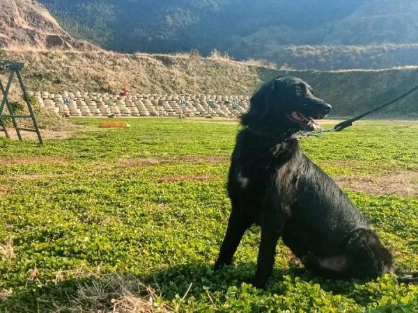 5条退役警犬找领养，电话被“打爆”了