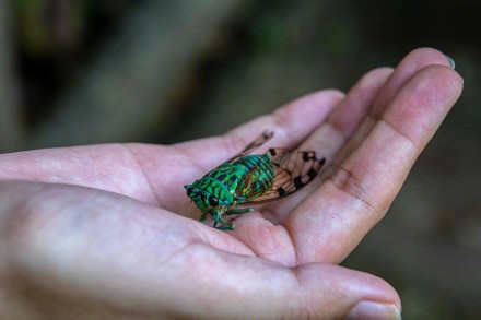 200多年来首次!美国今年将遭遇超万亿只蝉 200多年来首次!美国今年将遭遇超万亿只蝉