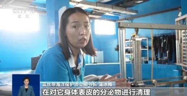 一天能吃20公斤鱿鱼！在三亚搁浅被救助的短肢领航鲸恢复良好