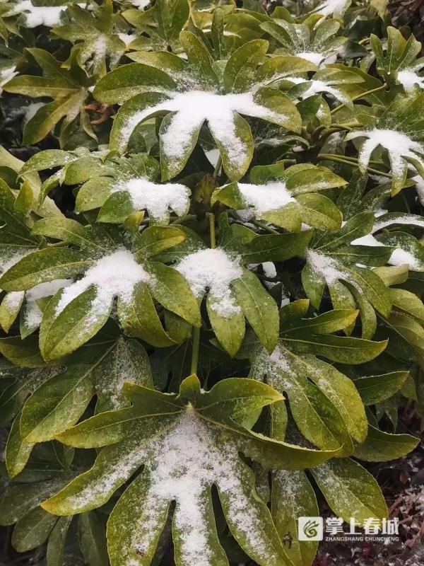 “冻真格”！昆明今早下雪啦！辖区内这几条高速已临时封闭！