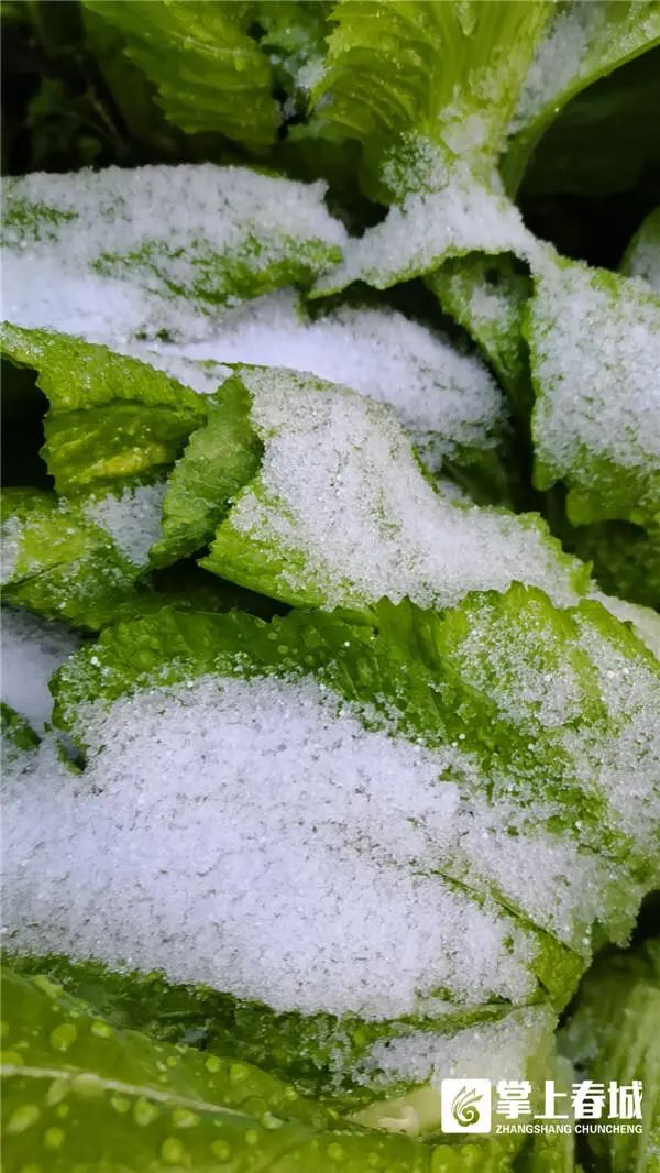 “冻真格”！昆明今早下雪啦！辖区内这几条高速已临时封闭！