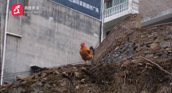 老乡家接连丢了鸡、鸭，以为来了黄鼠狼！没想到竟是......
