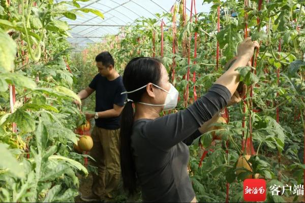 吊着长的“空中西瓜”上市啦! 吊着长的“空中西瓜”上市啦!