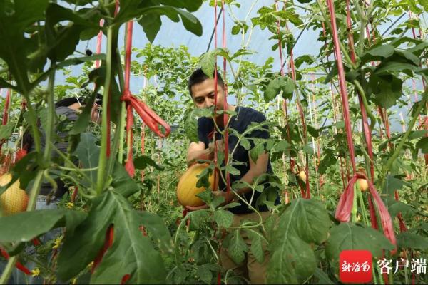 吊着长的“空中西瓜”上市啦! 吊着长的“空中西瓜”上市啦!