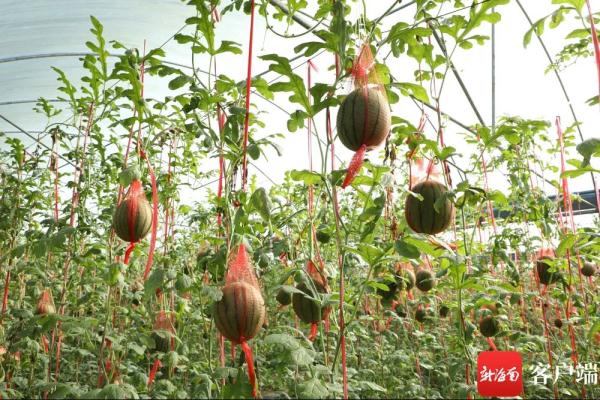 吊着长的“空中西瓜”上市啦! 吊着长的“空中西瓜”上市啦!