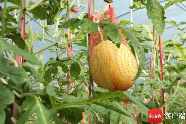 吊着长的“空中西瓜”上市啦! 吊着长的“空中西瓜”上市啦!