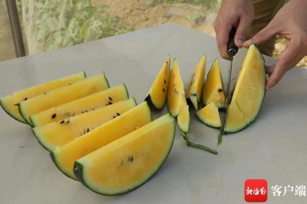 吊着长的“空中西瓜”上市啦! 吊着长的“空中西瓜”上市啦!