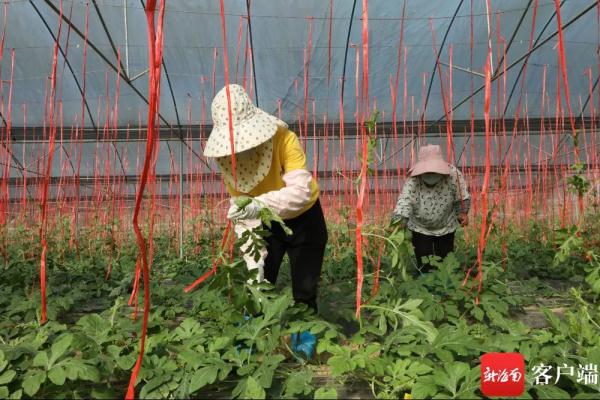 吊着长的“空中西瓜”上市啦! 吊着长的“空中西瓜”上市啦!