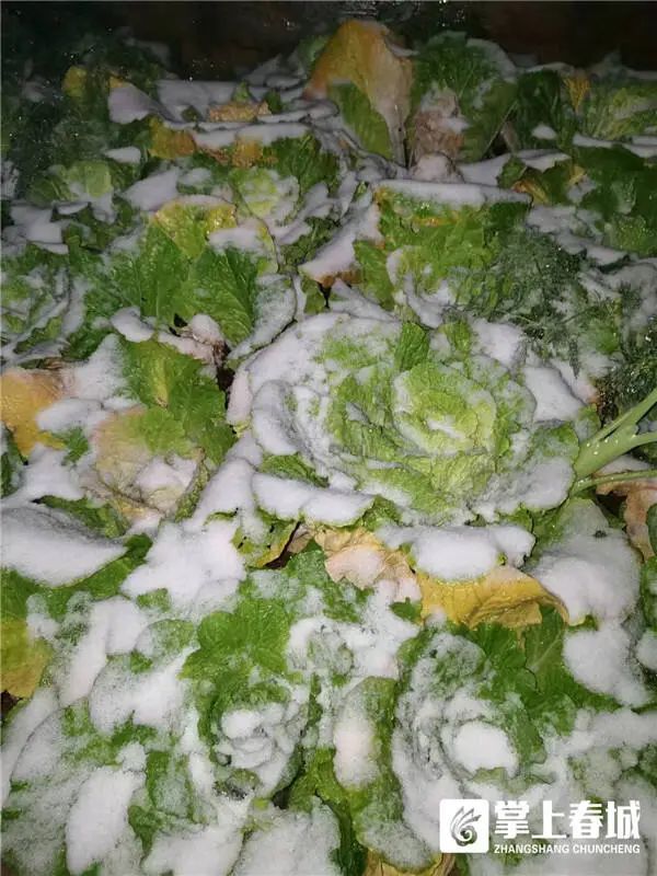 “冻真格”！昆明今早下雪啦！辖区内这几条高速已临时封闭！