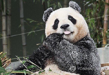 福宝将于四月回国 福宝将于四月回国