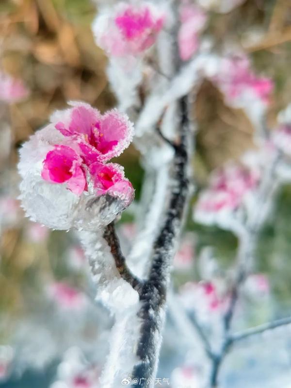 连广东都下雪了！还要冷多久？