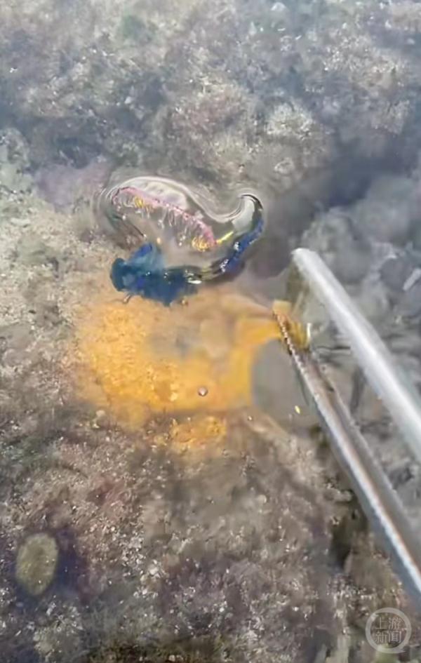 三亚沙滩现剧毒僧帽水母伤人？官方回应无游客中毒，已现场处理