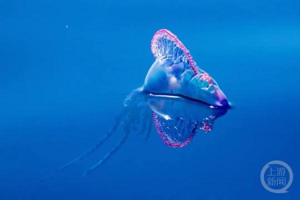 三亚多处热门沙滩发现剧毒水母！已有游客中招