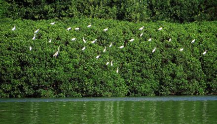 厦门：生态环境持续向好，候鸟飞来市中心