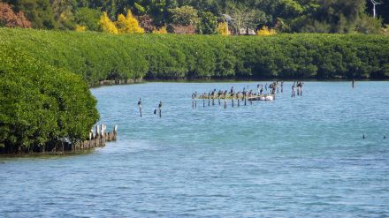 厦门：生态环境持续向好，候鸟飞来市中心