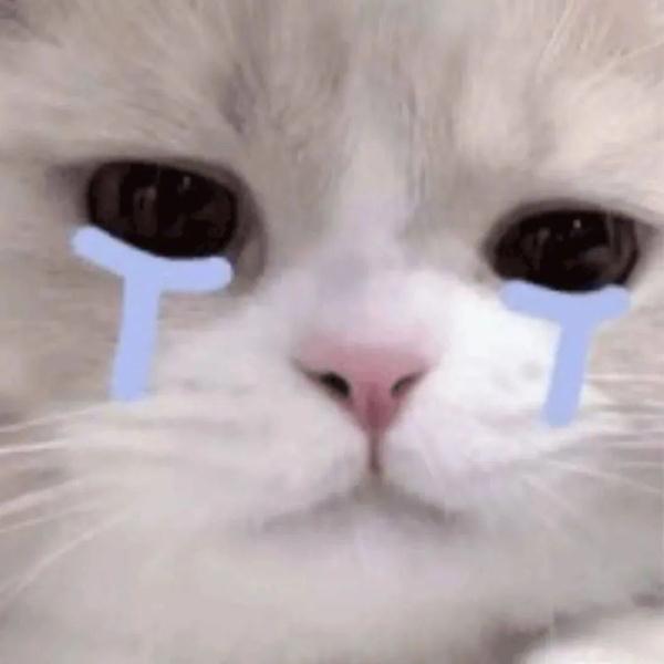 新路线！东莞“铲屎官”可以带猫猫乘车了！