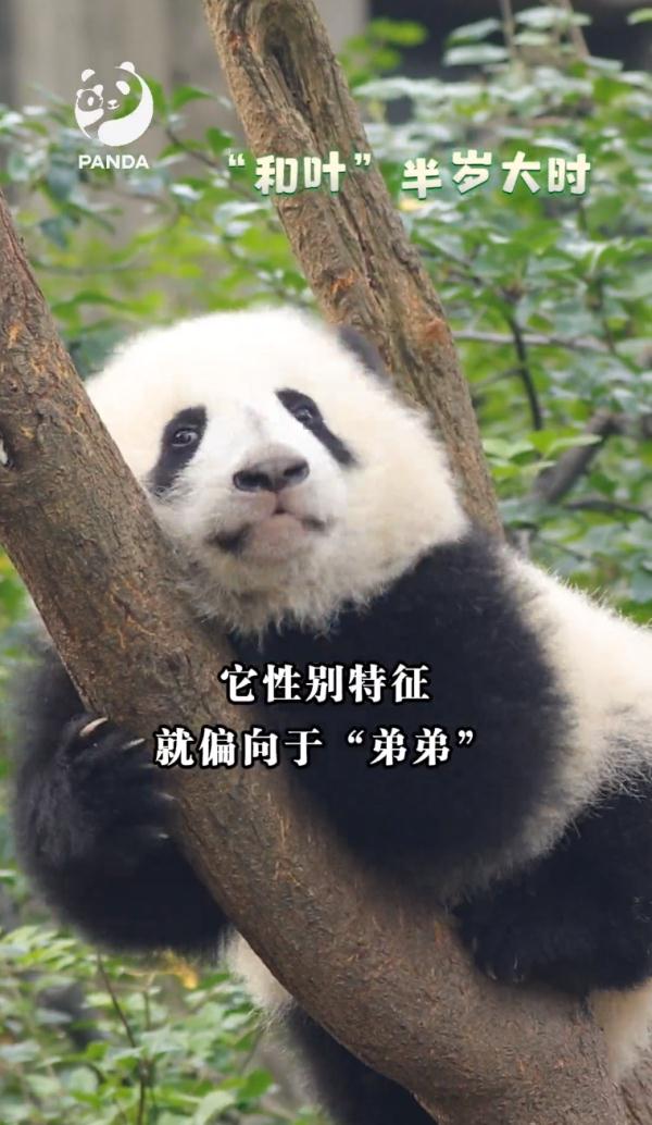 热搜第一！突然官宣：是“女孩”！网友不淡定了