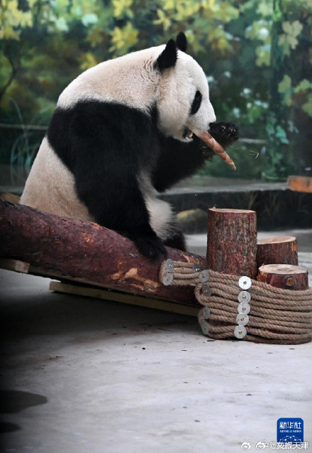 大熊猫格格和喜乐乔迁新居啦 大熊猫格格和喜乐乔迁新居啦