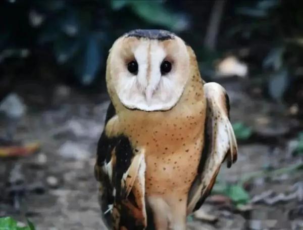 天寒地冻人心暖，一只“可爱萌物”被救助→