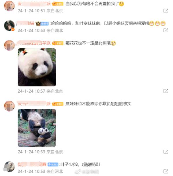刚刚，成都大熊猫基地官宣：和叶是女熊