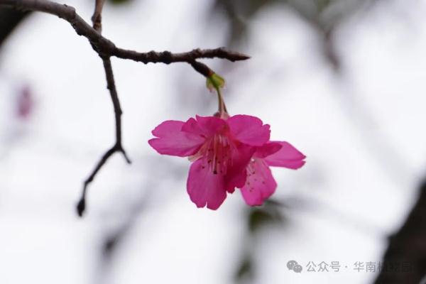 提前一个月！广州2024年第一波樱花开了！