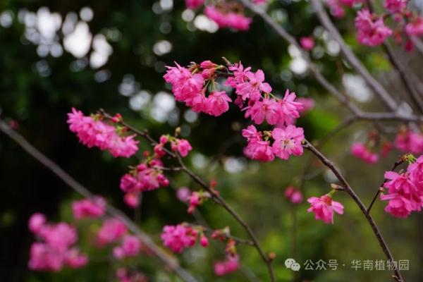 提前一个月！广州2024年第一波樱花开了！
