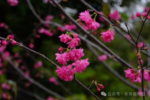 提前一个月！广州2024年第一波樱花开了！