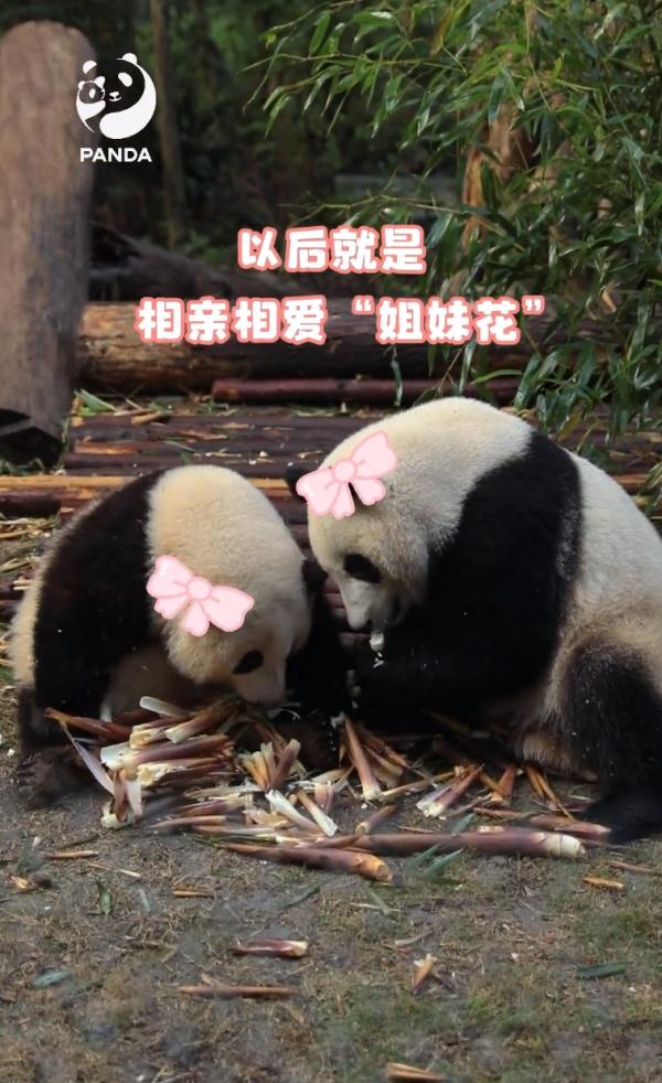 刚刚官宣,熊猫和叶从“弟弟变妹妹”! 刚刚官宣,熊猫和叶从“弟弟变妹妹”!