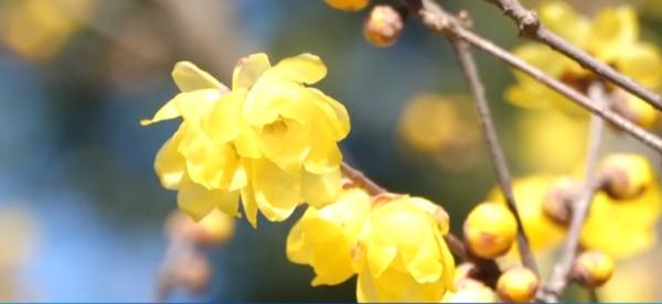 开园！武汉知名景区：名字里有这个字的游客，免门票