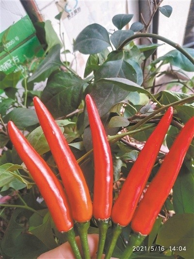 嗜辣逾千年！广东最能吃辣的人靠种指天椒致富