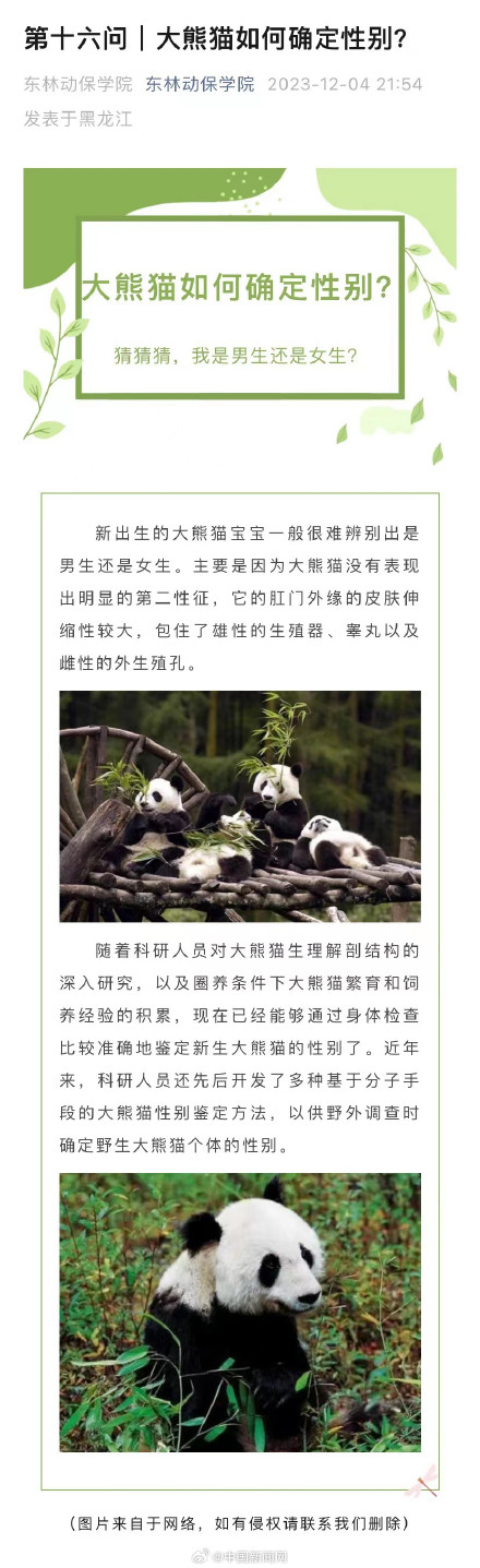 为什么大熊猫的性别难识别 为什么大熊猫的性别难识别