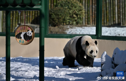 大熊猫格格和喜乐乔迁新居啦 大熊猫格格和喜乐乔迁新居啦