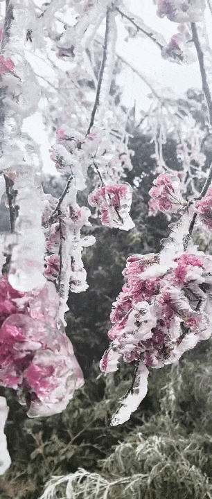 提前一个月！广州2024年第一波樱花开了！