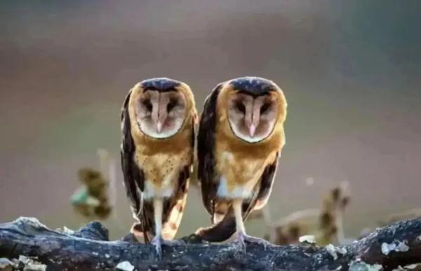 天寒地冻人心暖，一只“可爱萌物”被救助→