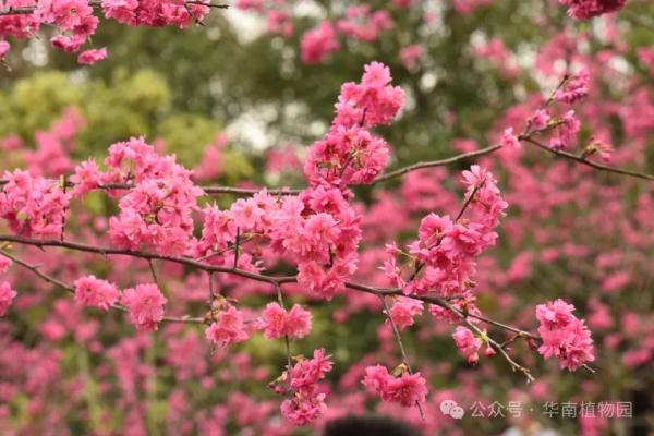 提前一个月！广州2024年第一波樱花开了！
